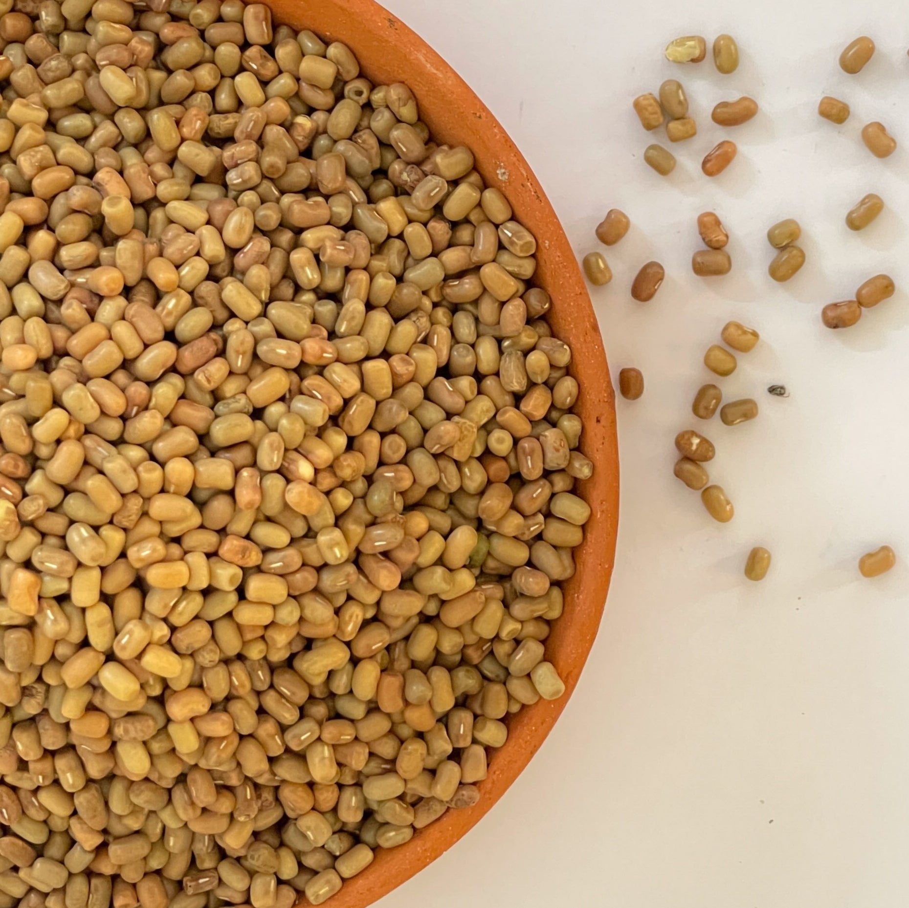 Moth Bean Madike Kalu ಮಡಿಕೆಕಾಳು Premium Quality