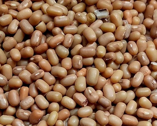 Moth Bean Madike Kalu ಮಡಿಕೆಕಾಳು Premium Quality